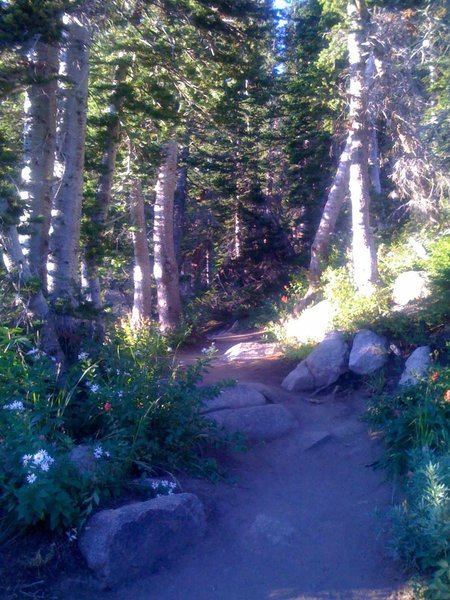 Catherine Pass Trail