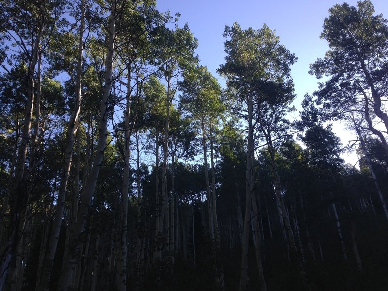 A view of some of the massive aspens in the basin below Providence Peak.