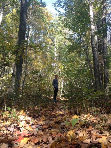 Ohio View Trail covered with fall foliage.