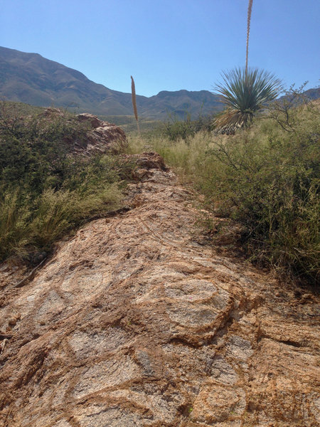 Interesting striated rock formations along Cardiac Hill.