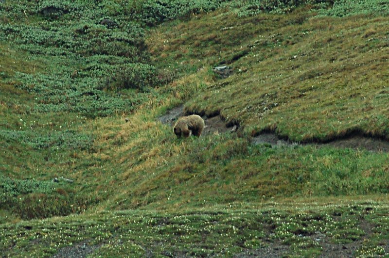 Brown Bear near Alpine Trail, Denali National Park.