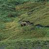 Brown Bear near Alpine Trail, Denali National Park.