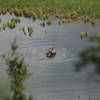 Moose in the water.