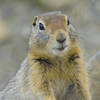 Ground squirrel.