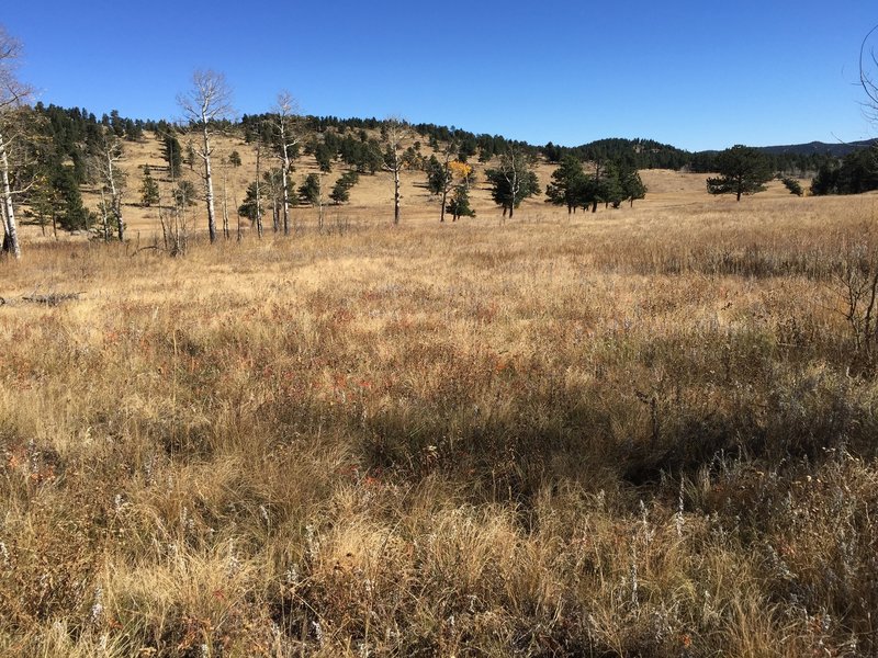 Big meadow.  Watch for Elk in the spring and fall.  Deer...always around.