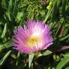 Iceplant in bloom.