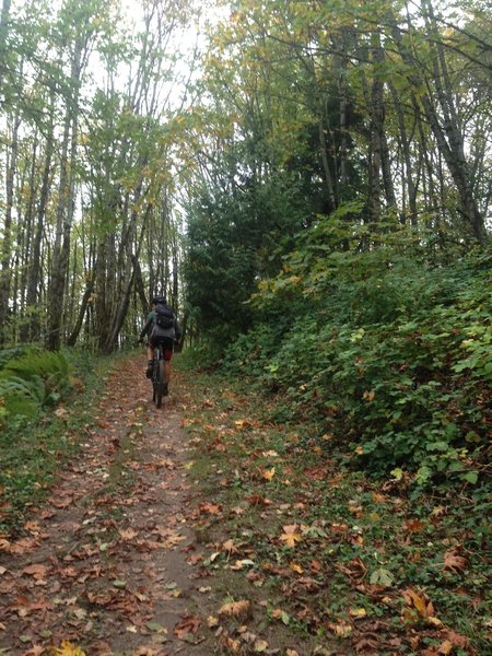 A bicyclist rides up Holman Lane. Bikes may only go uphill on this trail and many use it for training as it is quite steep much of the way.