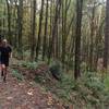 A runner jogs up the Birch Trail with a scenic ravine by his side.