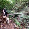 A woman walks her dogs along the beautiful Alder Trail.