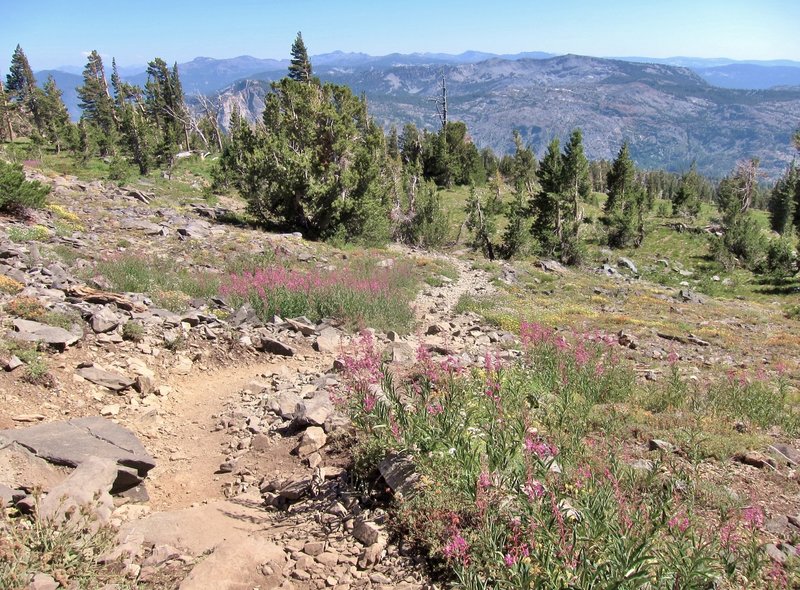 Wildflowers on Mt Tallac Trail