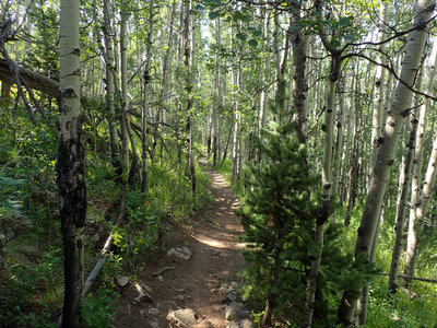 Aspens