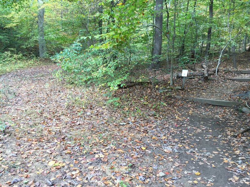 Battle Branch Trail. Going uphill, the Pedestrian Trail portion generally goes to the right, while the wider OWASA easement follows the stream to the left. The trail is more interesting on the Pedestrian Trail portion.