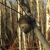 Awesome natural beehive up Steam Mill Hollow