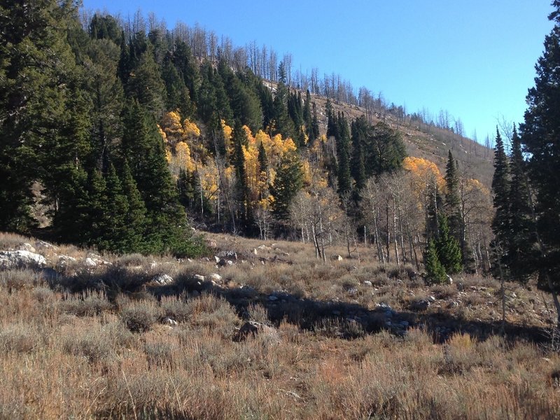 A small stand of beautiful aspens up White Pine Canyon