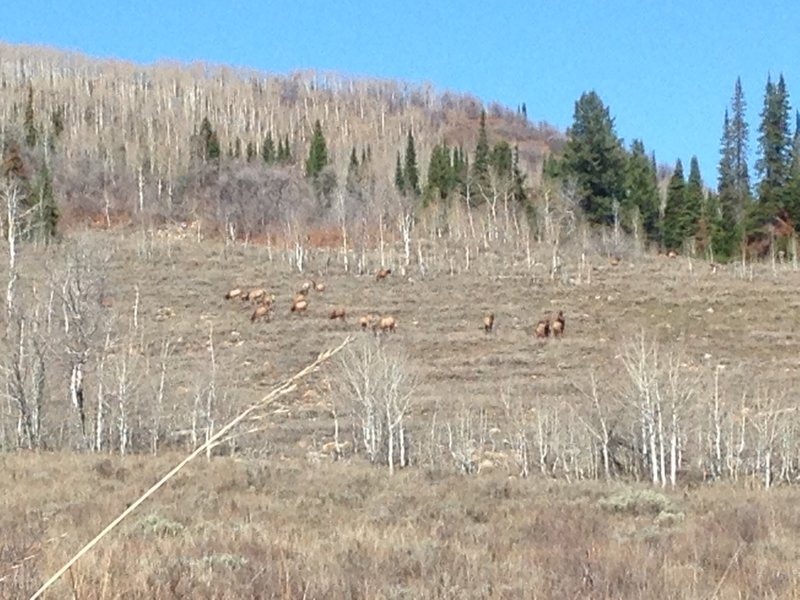 A small group of elk near the White Pine Canyon Trail.