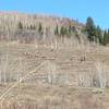 A small group of elk near the White Pine Canyon Trail.