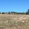 Elk running through the rocky meadow near the White Pine Canyon Trail.