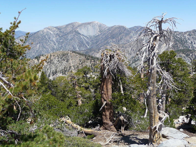 View of Mt Baldy from the Cucamonga Trail.