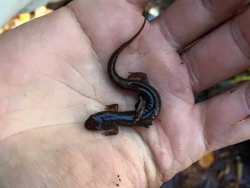 One of the 31 species of salamanders found in the Great Smokey Mountains.