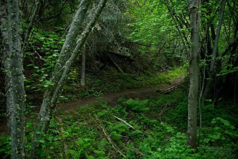 Lush creek/gully area. Stays cooler in the heat.