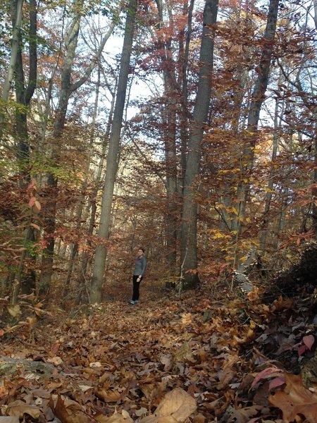 Hiking the Greenwood during autumn.