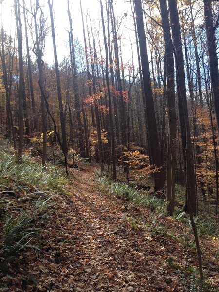 Ferns and tall trees accompany the Greenwood Trail.