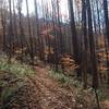 Ferns and tall trees accompany the Greenwood Trail.