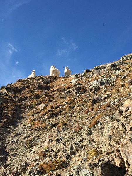 Nearing the ridge, goats wait to kick rocks down at unsuspecting hikers.