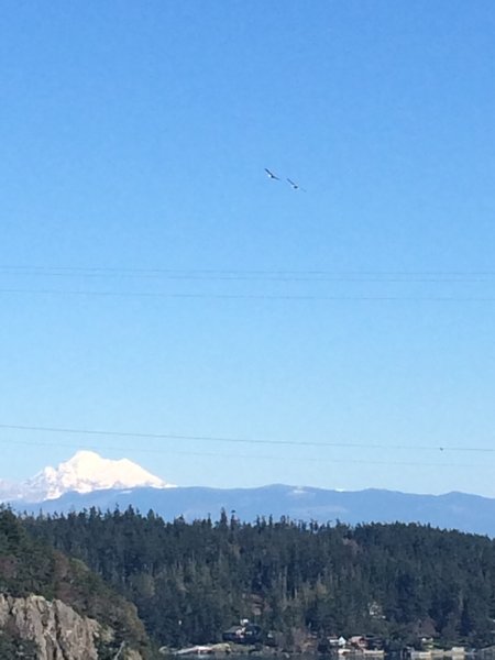 Bald Eagles flying over with Mt. Baker in the Distance from Deception Pass