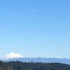 Bald Eagles flying over with Mt. Baker in the Distance from Deception Pass