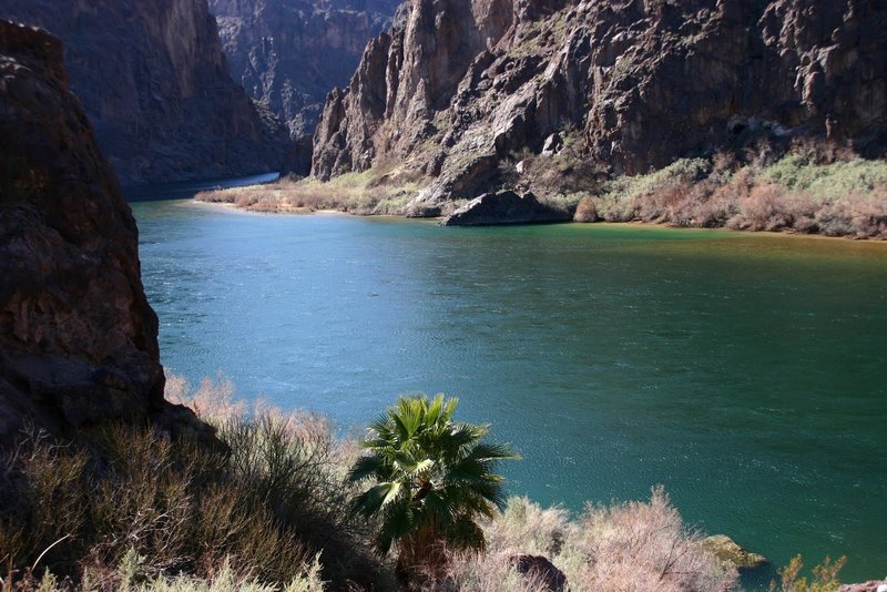 Lone Palm on the Colorado River.