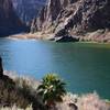 Lone Palm on the Colorado River.