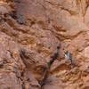 Horned owls in White Owl Canyon.