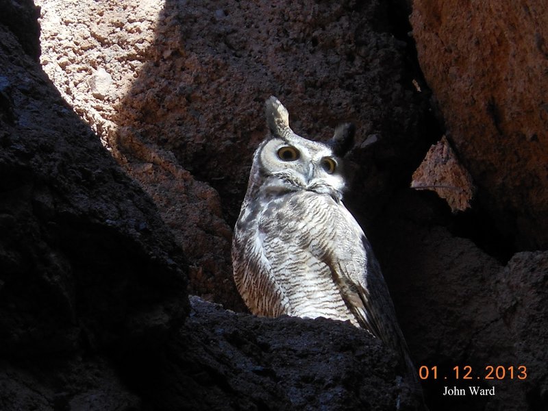 A white owl peers at the White Owl Trail.