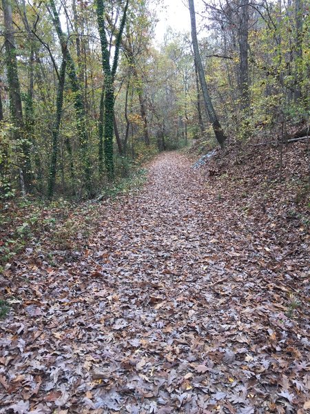 Upper Trail portion of Battle Branch Trail -- wide, straight and flat! This segment is more likely to be dry, compared to the Lower Trail portion, after rains.