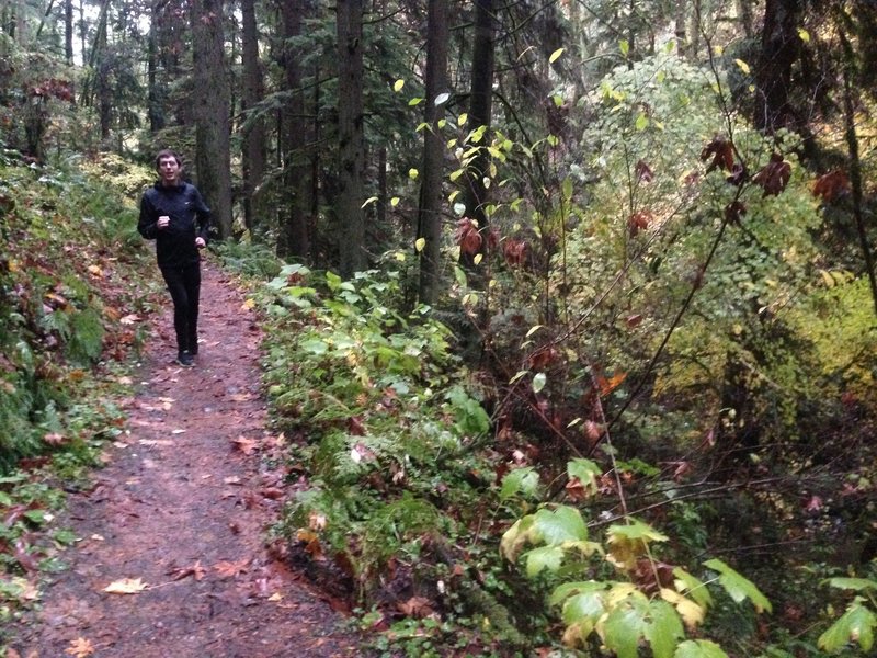 A runner makes his way along the Maple Trail. The trail is very popular as it runs a little over three miles through the heart of Forest Park. It is very diverse in its offerings of elevation change and varied flora and fauna.