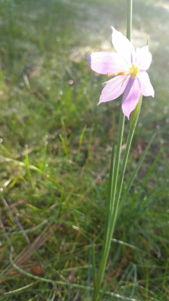 Spring is wildflower season in the Dishman Hills! Grass widows are very common throughout the area.