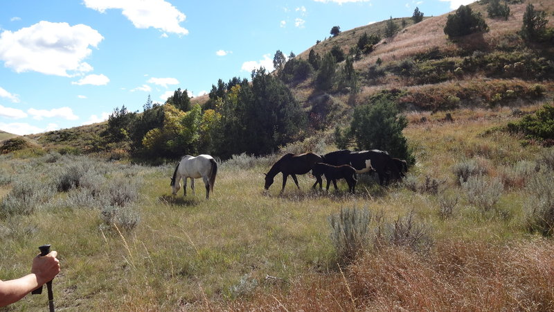 Horses along the way also seem to enjoy the Jones Creek Trail.