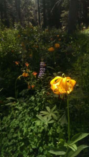 Leopard lily and lupine broadleaf.