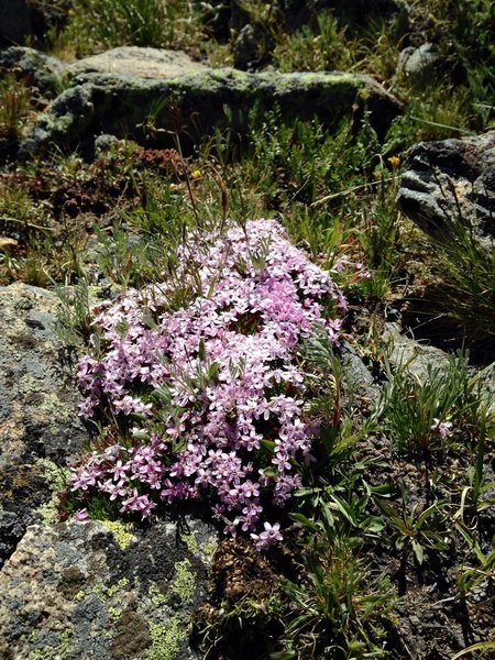 Tundra flowers on the Tundra Communities Trail.