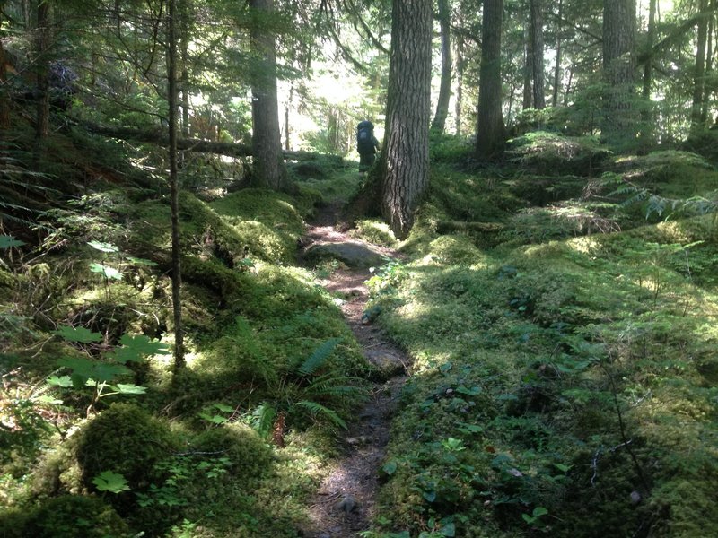 Gorgeous green forest.