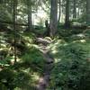 Gorgeous green forest.