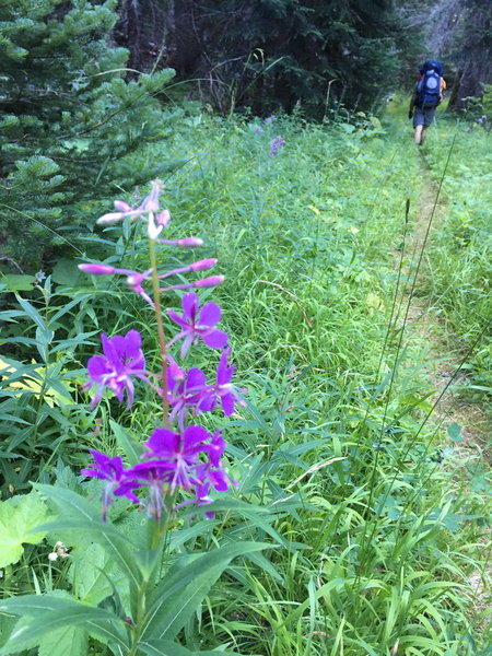 Beautiful flowers through these fields!