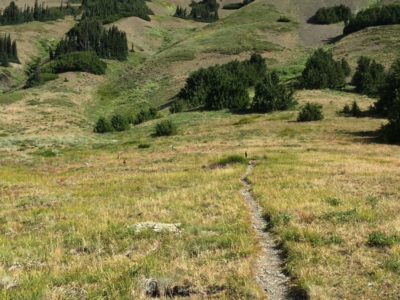 Looking north, at the gophers, on the Badger Valley Cutoff Trail.