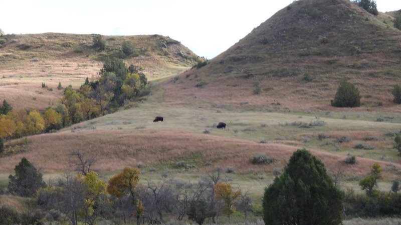 Fall colors and bison along the trail in September.