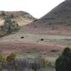 Fall colors and bison along the trail in September.