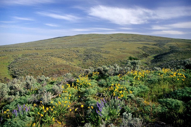 Spectacular wildflowers going up Cowiche Mountain.