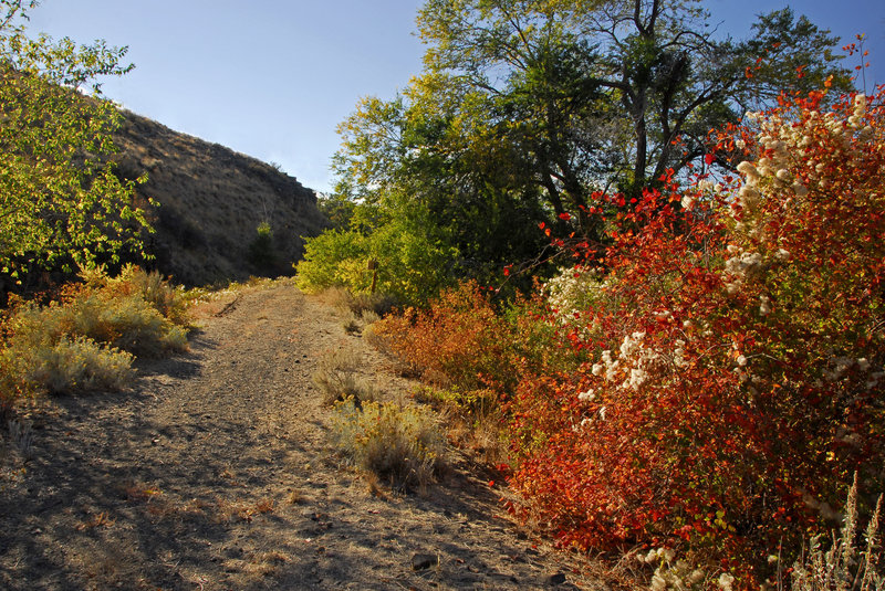 Riotous fall color along an old irrigation canal ditch bank.