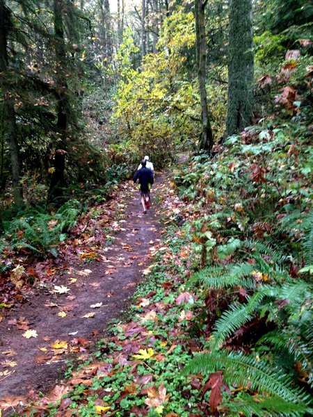 Two runners make their way along the Widlwood Trail on a wet Autumn day.