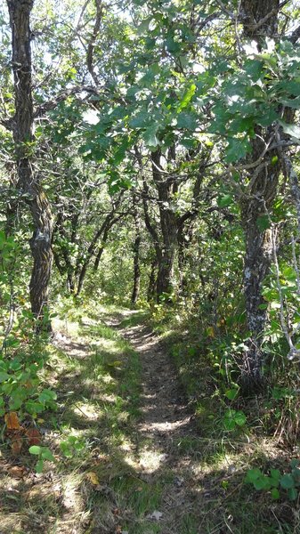 The return through the woods on the Butte St. Paul trail.